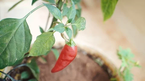 Single Red Pepper Hanging From Branch Stock Footage 92586749