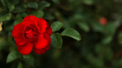 Single Red Stock Photos