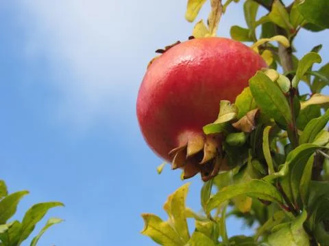 Single red pomegranate fruit on the tree in leaves against the blue sky Stock Photos