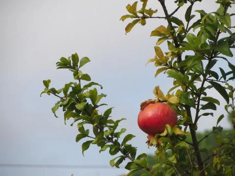 Single red pomegranate fruit on the tree in leaves against the blue sky Stock Photos