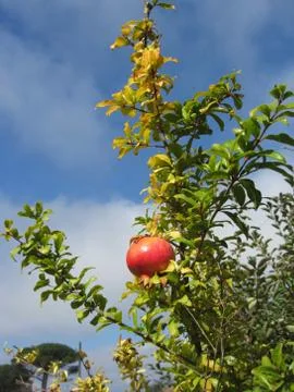 Single red pomegranate fruit on the tree in leaves against the blue sky Stock Photos