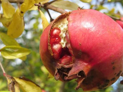 Single red pomegranate fruit on the tree in leaves Stock Photos