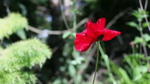 Single red poppy blowing in the wind Stock Footage 51691346