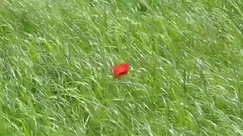 Single red poppy blowing wind in field of green grass. Standing alone Stock Footage 277185989
