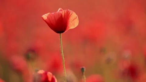 Single red poppy in field, petals moving in wind, cinematic 4K macro shot. Stock Footage 310097256