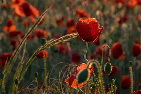 Single red poppy in the field Stock Photos