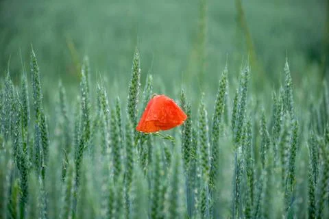 Single Red Poppy in the green field Stock Photos