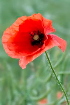 Single Red Poppy Stock Photos