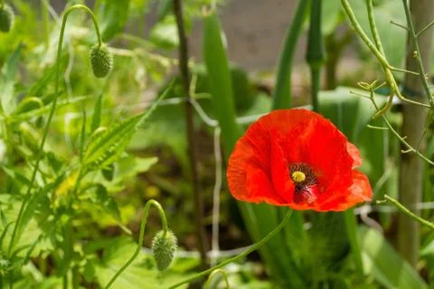 Single Red Poppy Stock Photos