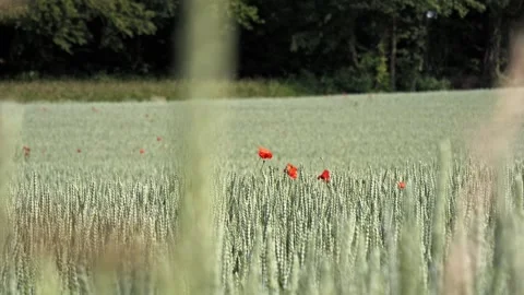 Single Red Poppy in Wheat Field – Cinematic Slider 4K Stock-Footage 321509227