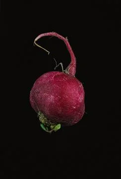 Single Red Radish on Black Background Stock Photos