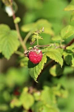 A single red raspberry on a raspberry bush with green leaves Stock Photos