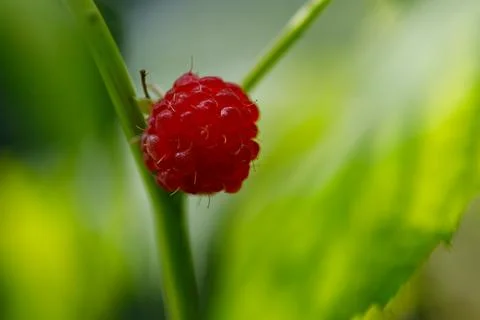 Single Red Raspberry on Stem Stock Photos