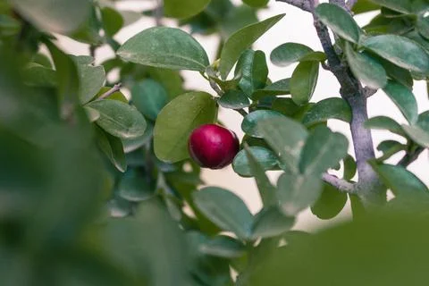 Single red ripe cherry hanging on a tree with yellow wall in background Stock Photos