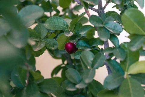 Single red ripe cherry hanging on a tree with yellow wall in background Stock Photos