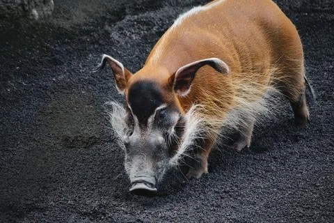A single red river hog snuffling in the dirt Stock Photos
