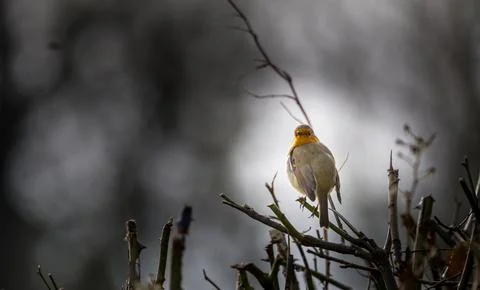 Single red robin sitting on a twig Stock Photos