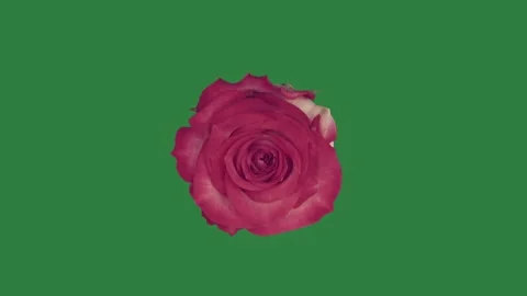 A single red rose and frame motion design Vídeos de archivo 336189066