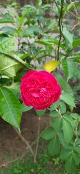 Single Red Rose Bloom with Green Leaves on Natural Background Stock Photos