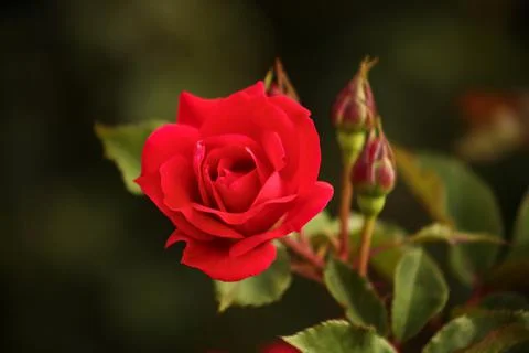 A single red rose in bloom Stock Photos