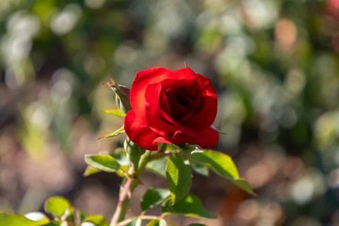 Single Red Rose in Bloom Stock Photos
