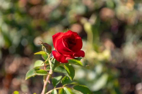 Single Red Rose in Bloom Stock Photos