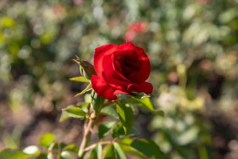 Single Red Rose in Bloom Stock Photos