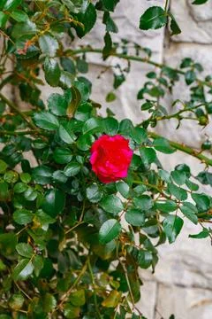 Single red rose in bloom surrounded by green leaves against a stone wall in.. Stock Photos