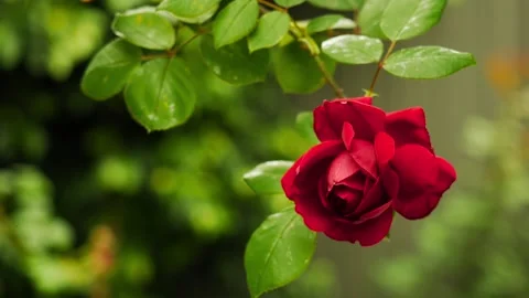 Single Red Rose Blooming Against Vibrant Garden Background Stock Footage 309109946