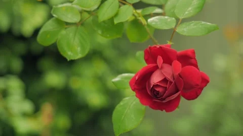 Single Red Rose Blooming Against Vibrant Garden Background Stock Footage 309110191