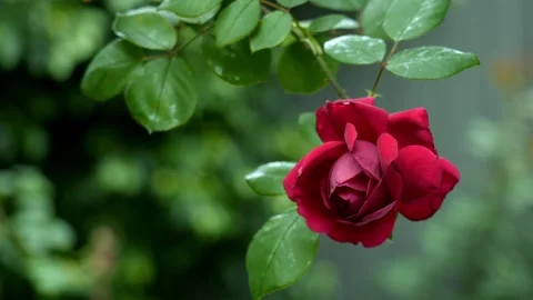 Single Red Rose Blooming Against Vibrant Garden Background Stock Footage 309110380