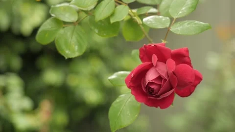 Single Red Rose Blooming Against Vibrant Garden Background Stock Footage 309110409