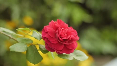Single Red Rose Blooming Against Vibrant Garden Background Stock Footage 309111098