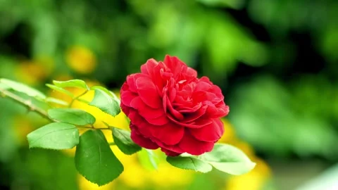 Single Red Rose Blooming Against Vibrant Garden Background Stock Footage 309111150