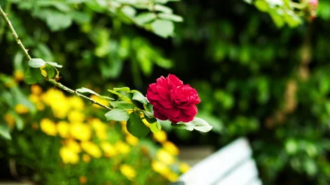 Single Red Rose Blooming Against Vibrant Garden Background Stock Footage 309111665