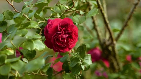 Single Red Rose Blooming Against Vibrant Garden Background Stock Footage 309112613
