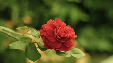 Single Red Rose Blossom with Soft Bokeh Background Stock Footage 309249846