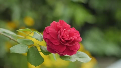 Single Red Rose Blossom with Soft Bokeh Background Stock Footage 309249900