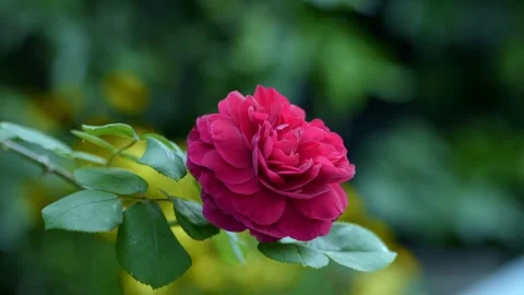 Single Red Rose Blossom with Soft Bokeh Background Stock Footage 309249910