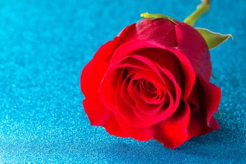 A Single Red Rose on a Blue Table Foto stock