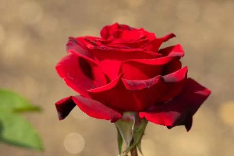 Single Red rose with a blurred background Stock Photos
