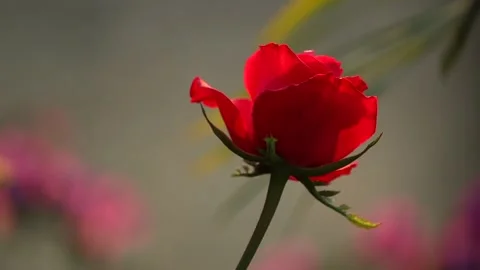 Single Red Rose Bud in Soft Light with Dreamy Garden Background Stock Footage 325716101