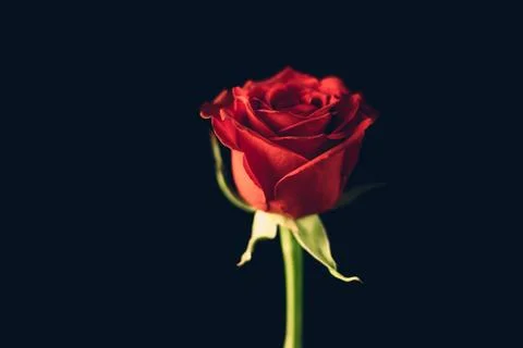 Single Red Rose Close-up Stock Photos