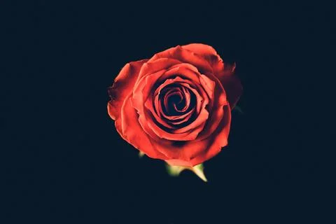 Single Red Rose Close-up Stock Photos