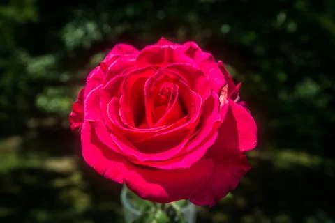 Single red rose closeup Stock Photos