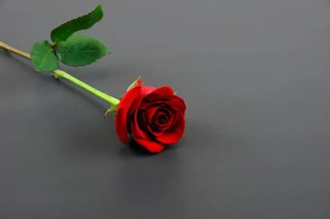 Single red rose on dark background Stock Photos
