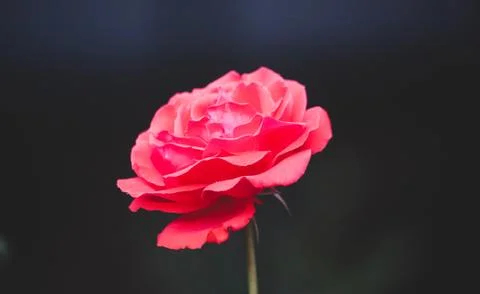Single red rose flower Stock Photos