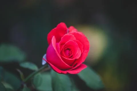 Single red rose flower Stock Photos
