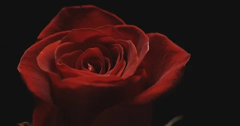 Single Red Rose Stock Footage 127131513