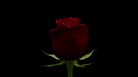 Single Red Rose in Full Bloom Isolated on Black Background - Elegant Symbol of Stock Footage 261707505